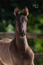 Pouliche pure race espagnole noire