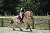 Hongre - fjord - 4 ans - dressage / loisir - france