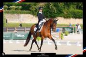 Hongre - pre - 13 ans - dressage / gp - france 