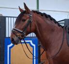 Morero - un cheval tout simplement agréable